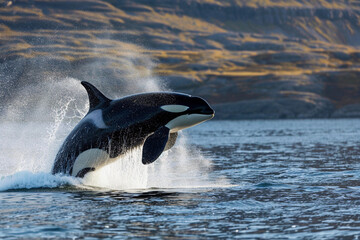 Fototapeta premium Fantastically beautiful majestic huge whale in deep ocean