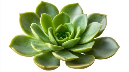 Stunning Succulent Plant Closeup