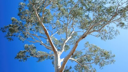 Fototapeta premium Majestic tree canopy showcasing vibrant green leaves against a brilliant clear blue sky, capturing the beauty of nature and the contrast between foliage and open atmosphere.