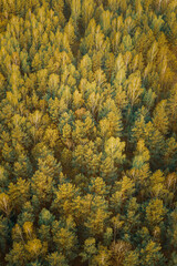 Aerial View Of Green Pine Coniferous Forest In Landscape In Spring. Top View From Attitude. Drone View Of European Woods At Springtime