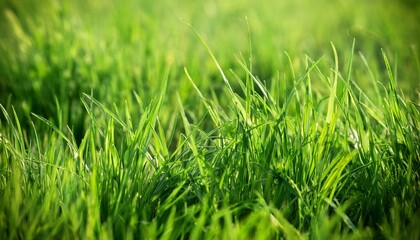 Fototapeta premium close up of natural and wild green grass background