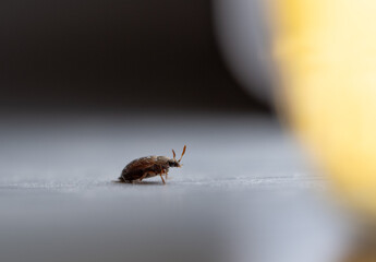 mall bug on a white background macro