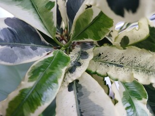 croton tamar, leaves, exotic, spotted © TETIANA