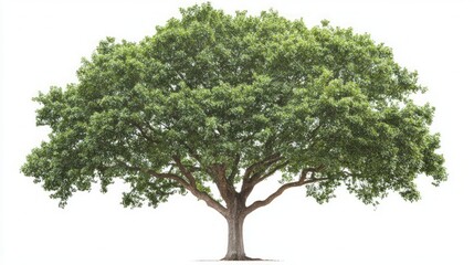 Majestic Tree in Full Bloom