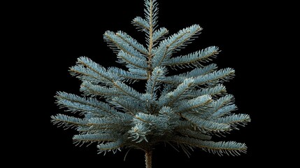 Bluish spruce Christmas tree showcasing a striking contrast of light young shoots against dark green branches, exemplifying the lush evergreen beauty of the Pinaceae family.