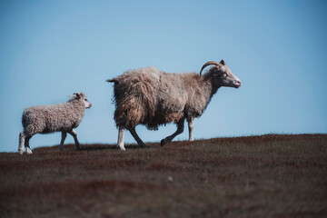 Pèlerinage pastoral : Moutons islandais en mouvement