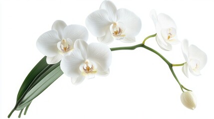 Obraz premium Delicate White Orchid in Full Bloom