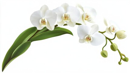 Obraz premium Delicate White Orchids in Exquisite Detail