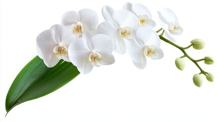 Obraz premium Delicate White Orchid Blooms