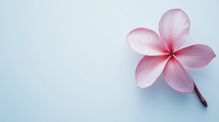Fototapeta premium Delicate pink Frangipani flower resting on a soft white background, showcasing its elegant petals and graceful form.