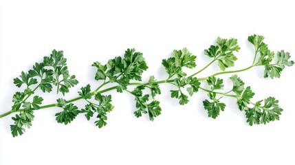 Obraz premium Fresh Parsley Sprig - Vibrant Green Herb