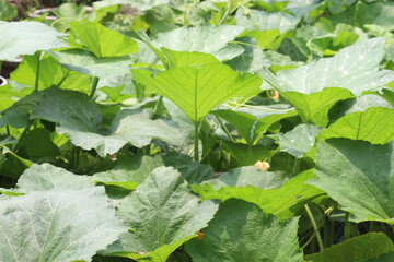 Close up leaves of 'Cucurbita moschata' or 'Pumpkin'.