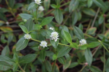 Eclipta prostrata commonly known as false daisy, yerba de tago, Karisalankanni , and bhringraj, is a species of plant in the sunflower family