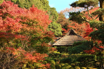 秋の日本庭園とかやぶき屋根