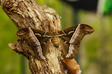 Attacus lorquini, night butterfly