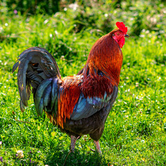 Coq