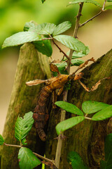 foglia Secca insect, bug