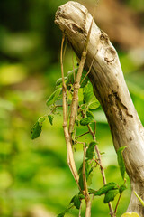 Stecco Ali Rosa Sipyloidea, Stick Insect