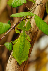 Foglia Gigante Pulchriphyllium, green insect