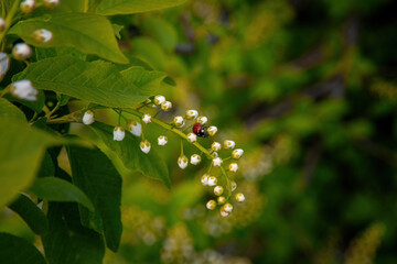 flowers in the garden