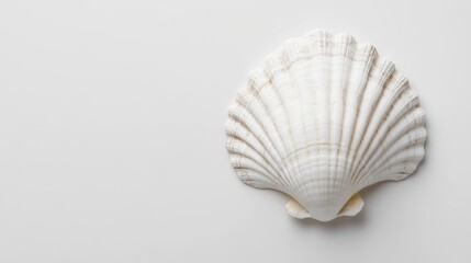Detailed white seashell with elegant ridges, isolated against a smooth clean white background, showcasing natural textures and delicate curves.