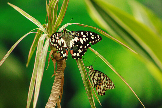 Butterfly Papilo Domoleus