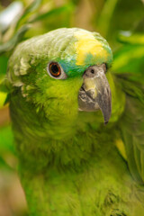 Green Parrot face Close Up