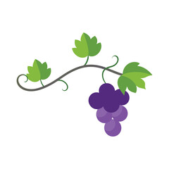 A fresh natural vine with white background