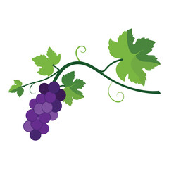 A fresh natural vine with white background