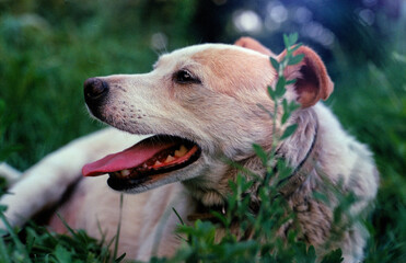 Dog on the green grass.