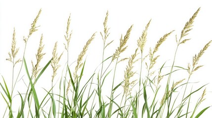 Fresh Green Grass in a Field