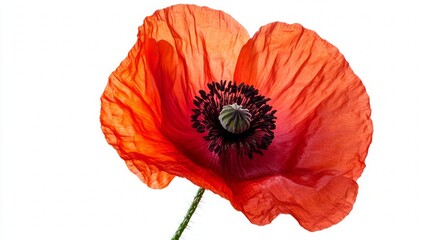 Stunning Red Poppy in Detailed Close-up