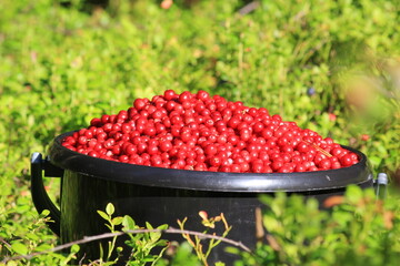 a full bucket of red ripe lingonberries close-up