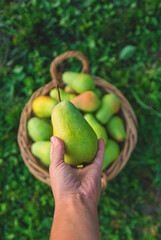 Pear harvest in the garden. Selective focus.