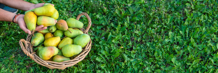 Pear harvest in the garden. Selective focus.