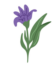 delicate sprigs of blooming lavender in pastel lavender tones