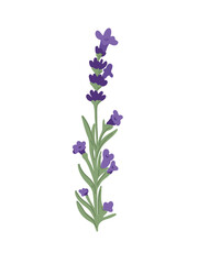 Fototapeta premium minimalist composition of delicate lavender sprigs