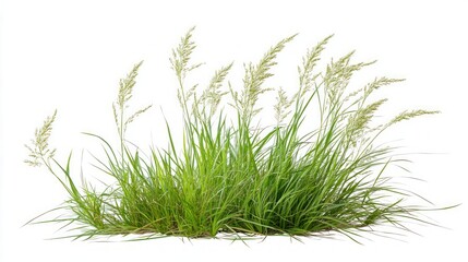 Obraz premium Fresh Green Grass Isolated on White Background