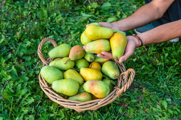 Pear harvest in the garden. Selective focus.