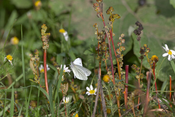 Small White butterfly (Pieris rapae) nectaring on the edge of an organic crop field. Taken near Salisbury, England.