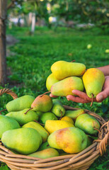 Pear harvest in the garden. Selective focus.