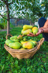 Pear harvest in the garden. Selective focus.