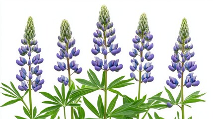 Naklejka premium Stunning Purple Lupines in Full Bloom