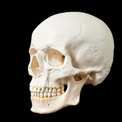 Obraz premium High Contrast Human Skull Against Black Background