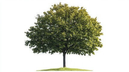 Majestic Tree in a Pristine Landscape