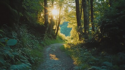 Obraz premium Morning sunlight illuminating a serene forest path nature trail scenic view tranquil environment outdoor adventure