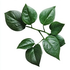 Naklejka premium Stunning Green Leaves Branch - Nature's Elegance