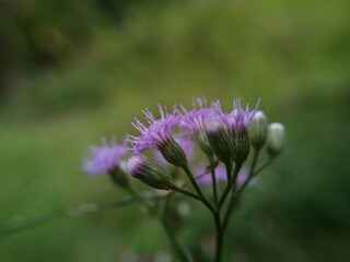 a small purple flowers.