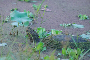 Turtles in a canal overgrown with duckweed