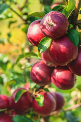 Apples on tree red in garden. Selective focus.